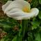 Calla ... Zeichen der Unsterblichkeit