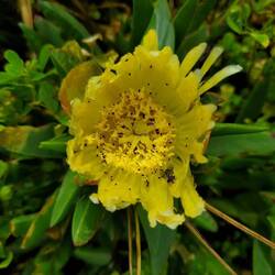 Unsere erste Protea