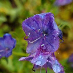 eine Art Glockenblume