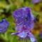 eine Art Glockenblume