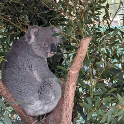 My first koala!
