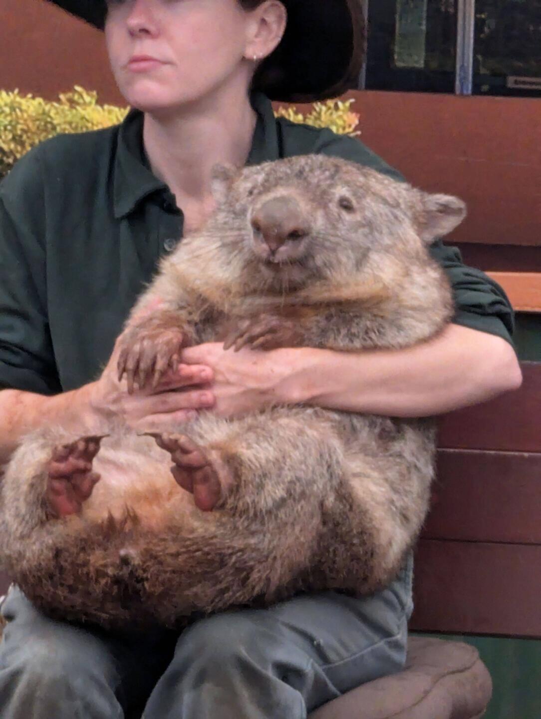 Wombat...