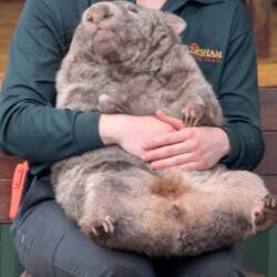 ...we never saw them crawling around, only being held by park staff
