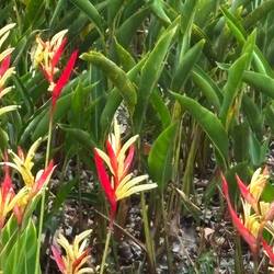 Wo ist das Vögelchen 😃