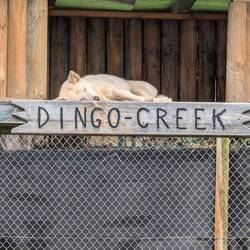 The dingos were all asleep