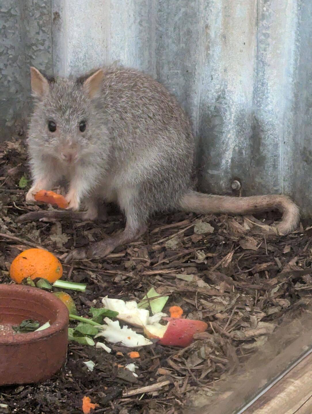 There are a lot of different little rodents in AU