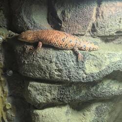 Eastern pygmy spiny-tailed spink