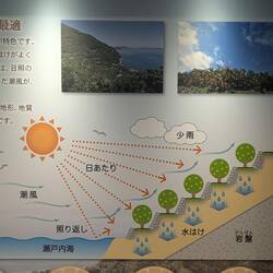 Showing how terraced citrus was planted