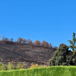 Waldbrandhang oberhab von Molinaseca