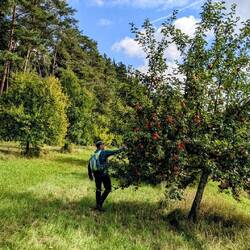 Äpfel für unterwegs
