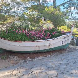 Bright pink geraniums