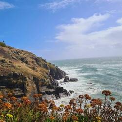 lizard point
