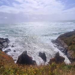 lizard point