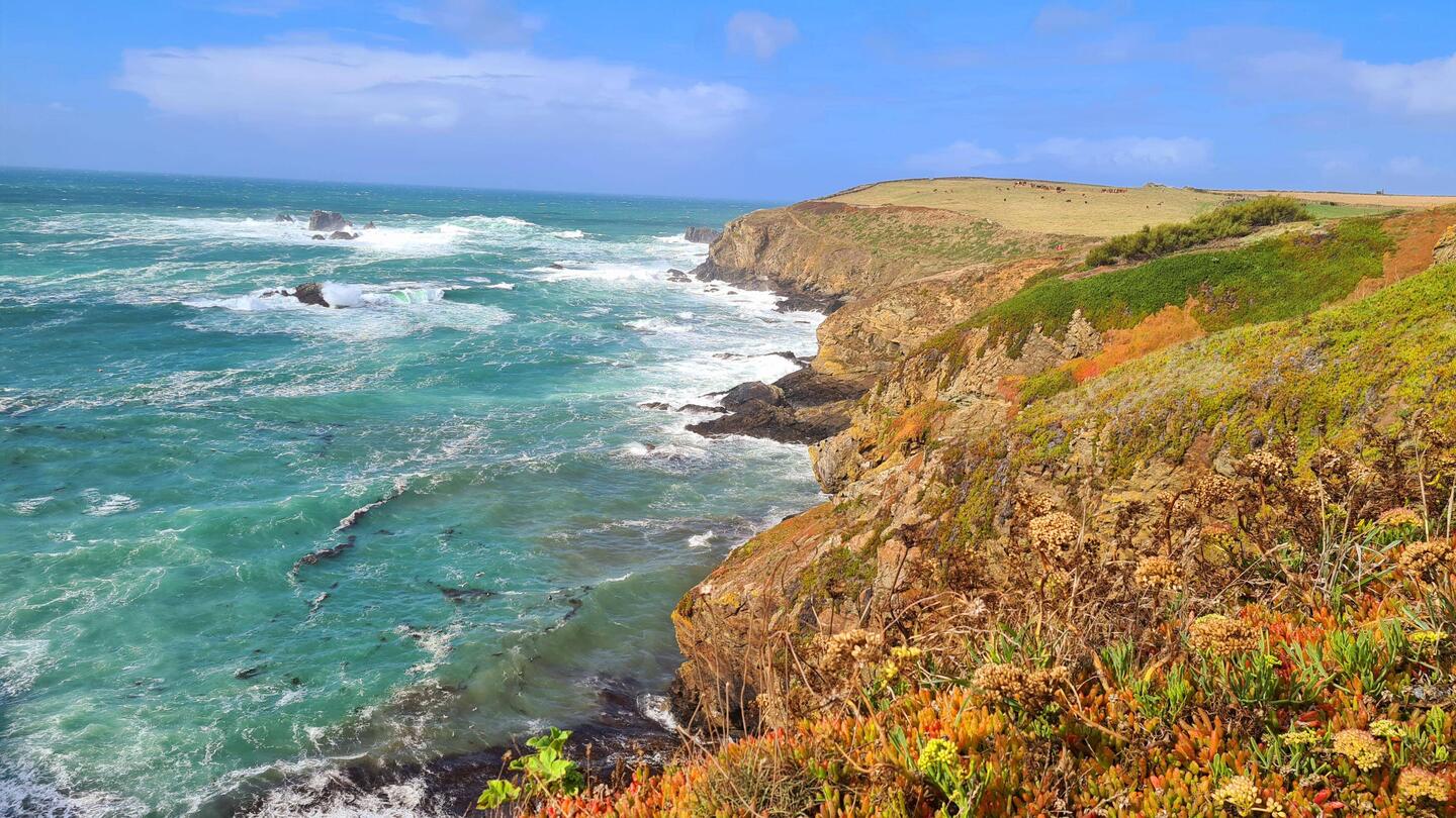 lizard point