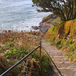 lizard point