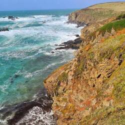 lizard point