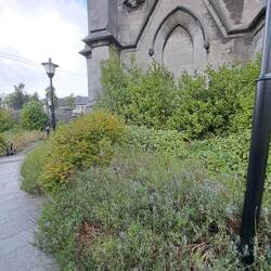 St Mary's Cathedral rundum Lavendel