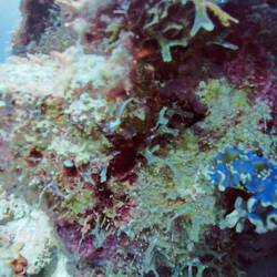 Lettuce sea slug