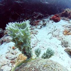  "Protrudes" sea sponge