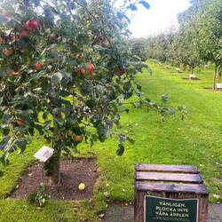 Apfelmosterei Kivik-Äpfel