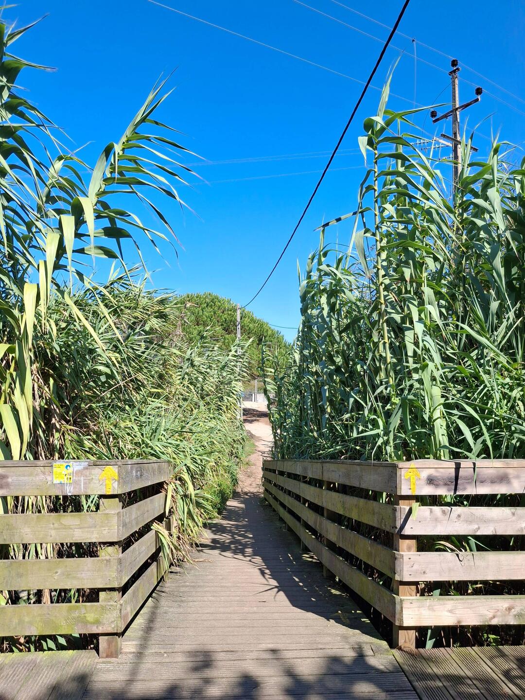 Immer den gelben Pfeilen nach