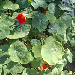 Kapuzinerkresse (natürliches Antibiotikum)