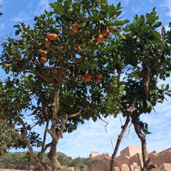 Bitterorangen oder Pomeranzen