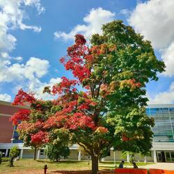 Fängt schon langsam an das die Bäume sich hier rot verfärben