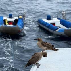 Unsere red-footed Boobies