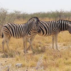 Steppenzebras