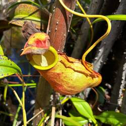 Fleischfressende Pflanze