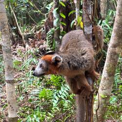 Kronenmaki Männchen