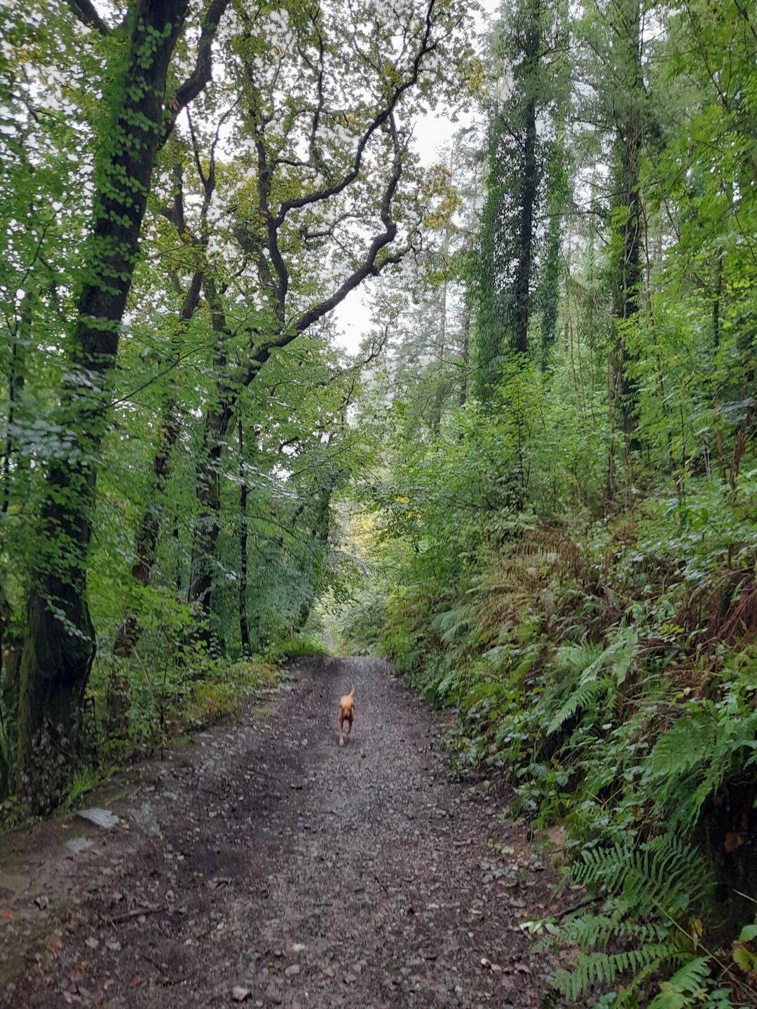 Greenscomb Woods & Walnut
