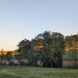 Sundowning