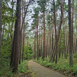 Viel Wald auf der Nehrung
