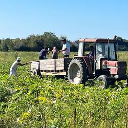 Harvesting squash
