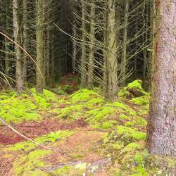burston moor / welsford moor