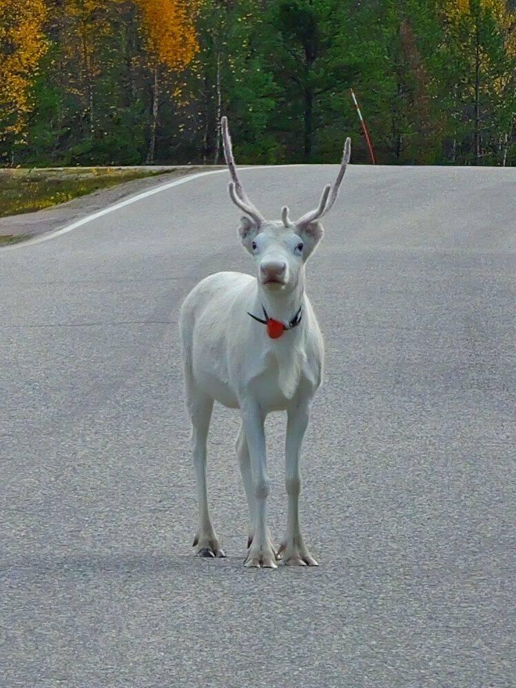 Der Patronus!
