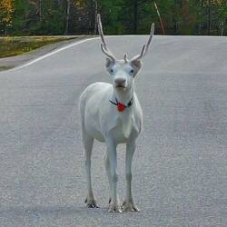 Der Patronus!