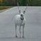 Der Patronus!