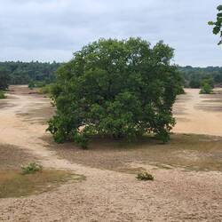 Ein Blick zurück auf diese Sandflächen .