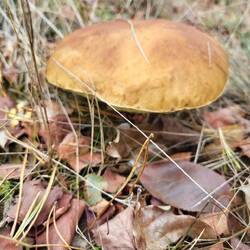 Und dann kommt er doch noch. Leider ist er schon alt. Wir hoffen auf die nächsten Tage.