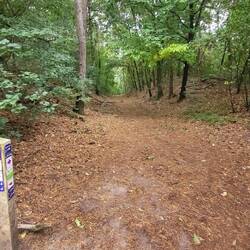 Und dann geht's doch noch in den Wald.