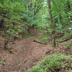 So schön, wir schauen und hoffen auf Pilze.