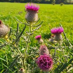 schottische nationalblume