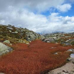 Awesome red grass that covered the ground up here