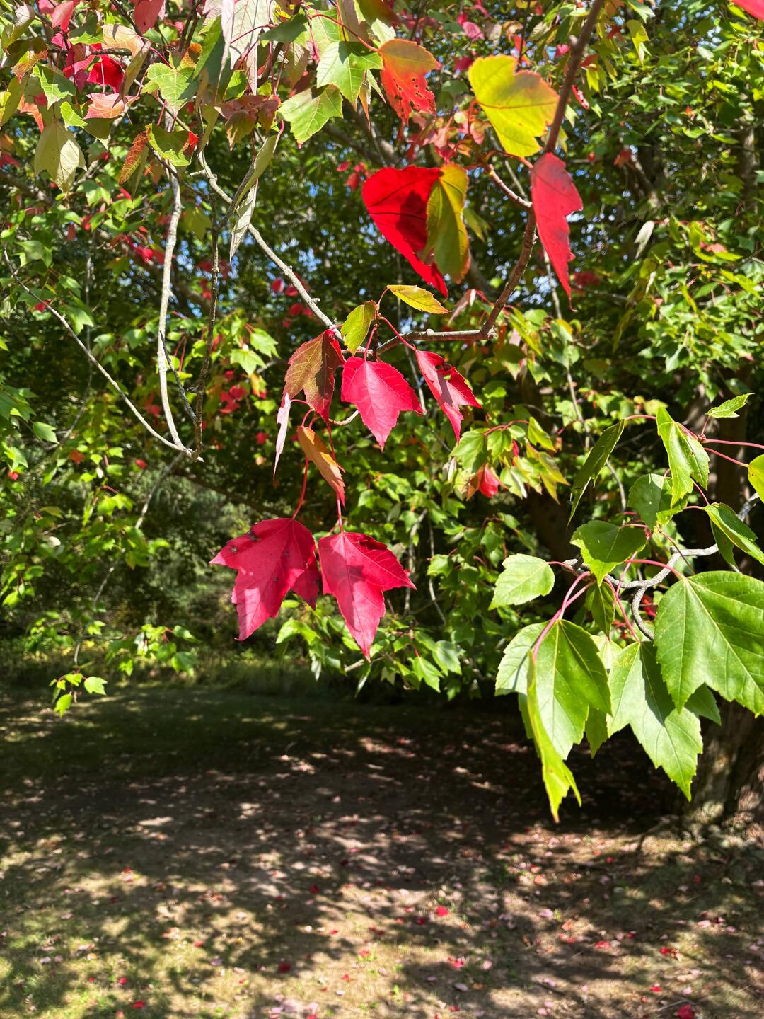 Some Maples are beginning to turn