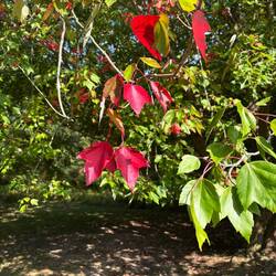 Some Maples are beginning to turn