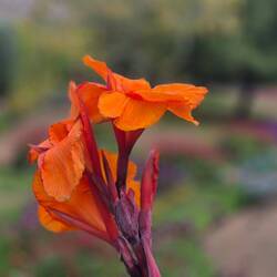 Im Candie-Gardens...