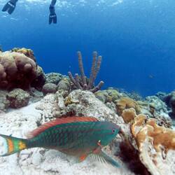 Stoplight Parrotfish